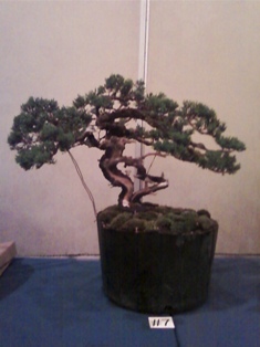 Member Tree  -  J. Roth 7 2010